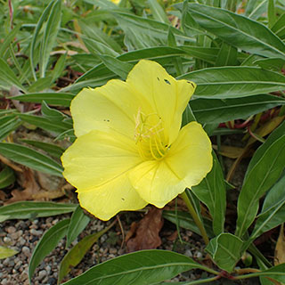 oenothera missouriensis